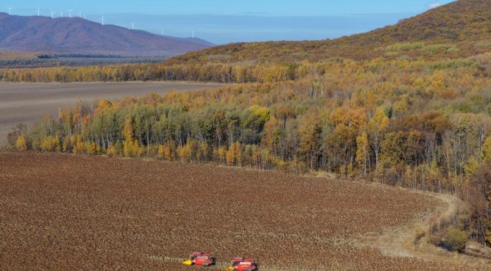 Cina: in corso la raccolta autunnale dei cereali (2)
