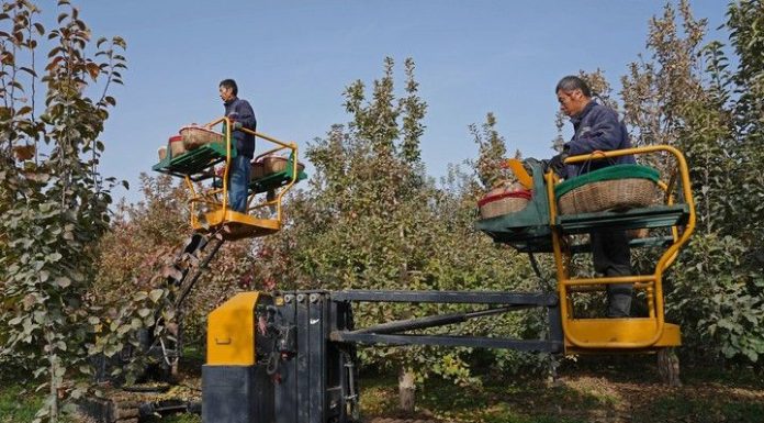 Cina: ad Alaer in corso la raccolta delle mele (1)