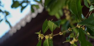 Cina: iniziato il periodo di fioritura degli osmanti ad Hangzhou (1)