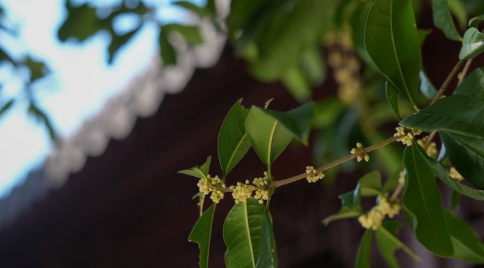 Cina: iniziato il periodo di fioritura degli osmanti ad Hangzhou (1)