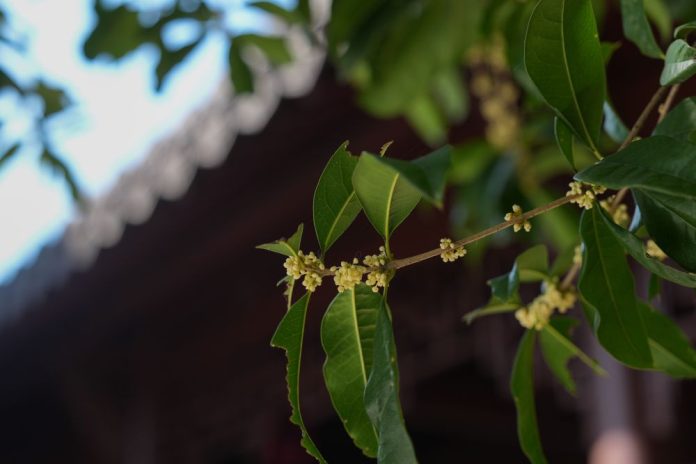 CHINA-ZHEJIANG-HANGZHOU-OSMANTHUS FLOWERS (CN)