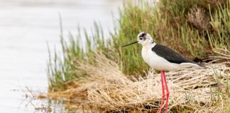 La Sardegna rafforza il monitoraggio di habitat e specie per tutelare la biodiversità e il valore ambientale dei propri territori