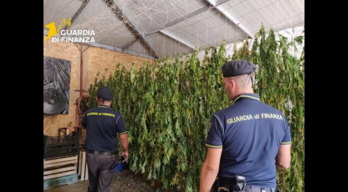 Scoperta maxi piantagione di marijuana nel Palermitano, un arrestato