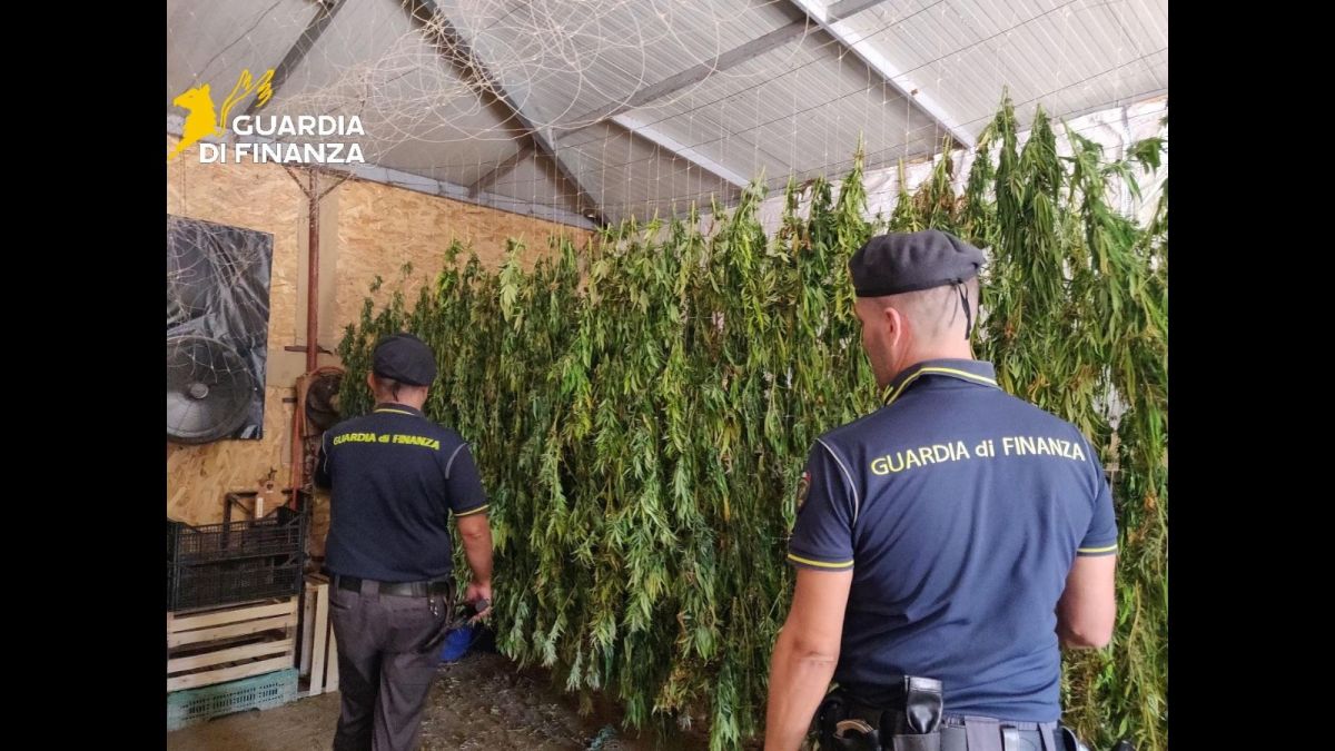 Scoperta maxi piantagione di marijuana nel Palermitano, un arrestato