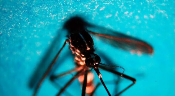 Da inizio anno 718 casi di West Nile in Italia, 49 decessi