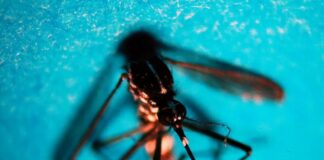 Da inizio anno 718 casi di West Nile in Italia, 49 decessi