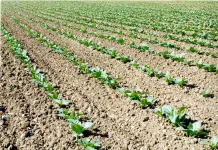 Tabacco, FIT “Pieno sostegno al Governo nella difesa di un sistema virtuoso”