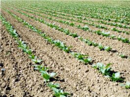 Tabacco, FIT “Pieno sostegno al Governo nella difesa di un sistema virtuoso”