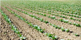 Tabacco, FIT “Pieno sostegno al Governo nella difesa di un sistema virtuoso”