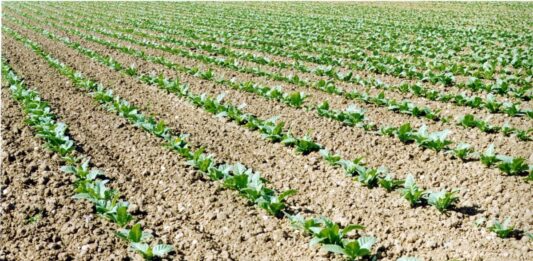 Tabacco, FIT “Pieno sostegno al Governo nella difesa di un sistema virtuoso”