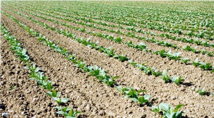 Tabacco, Fit “Anche da OMS rischio duro colpo per il settore”