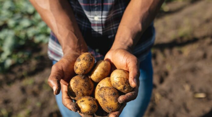 World Food Day, “Potatoes Forever!” celebra la sostenibilità