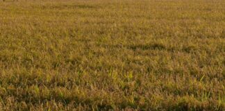 Agricoltura, Assofertilizzanti “Da stop urea rischio perdite fino a 45%”