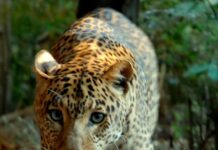 Banca del Fucino entra nella Fondazione Bioparco di Roma