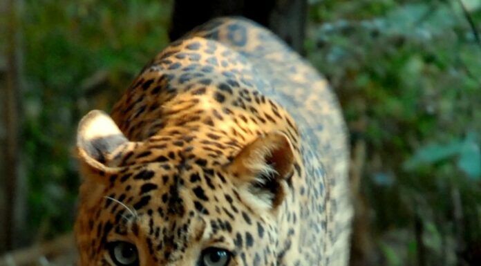 Banca del Fucino entra nella Fondazione Bioparco di Roma