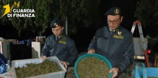 Scoperta “fabbrica della droga” a Napoli, sequestrata una tonnellata di cannabis