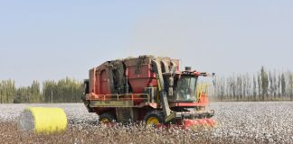 Cina: nello Xinjiang macchine al lavoro per la raccolta del cotone (1)