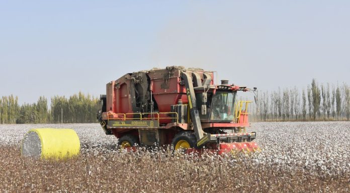 Cina: nello Xinjiang macchine al lavoro per la raccolta del cotone (1)