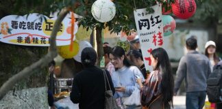 Cina: iniziato il periodo di fioritura degli osmanti ad Hangzhou (2)