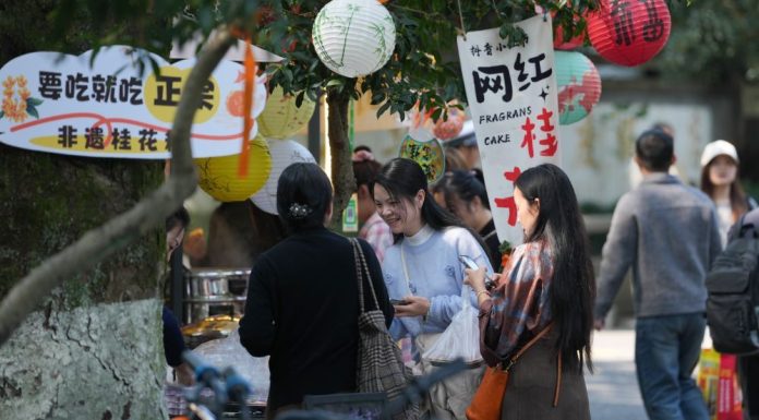 Cina: iniziato il periodo di fioritura degli osmanti ad Hangzhou (2)