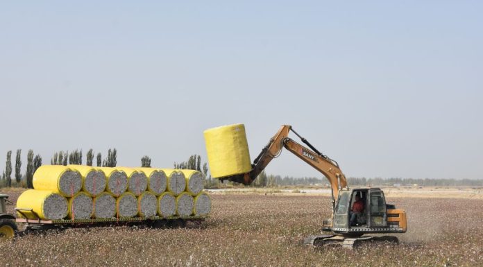 Cina: nello Xinjiang macchine al lavoro per la raccolta del cotone (2)