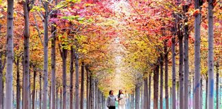 Cina: paesaggio autunnale in diverse parti del paese (1)