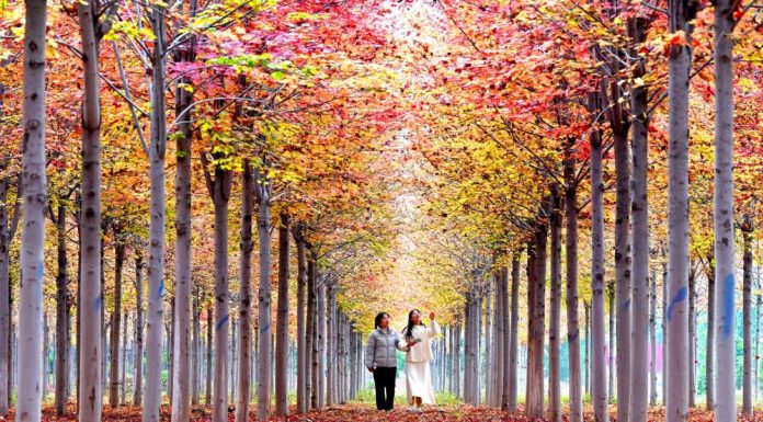 Cina: paesaggio autunnale in diverse parti del paese (1)