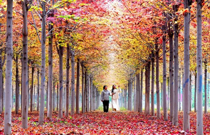 #CHINA-AUTUMN-SCENERY (CN)