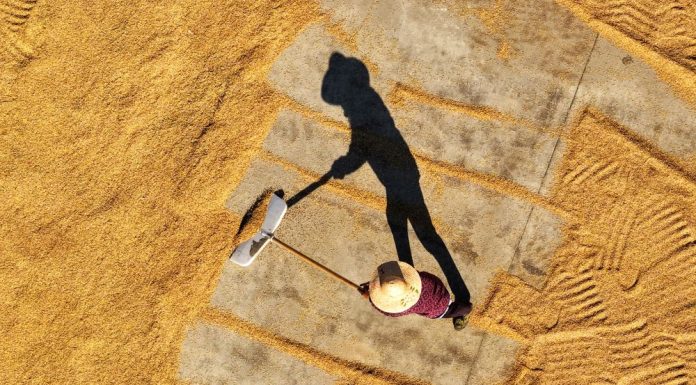 Cina: in corso la raccolta autunnale dei cereali (1)