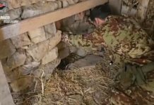 Scoperta una piantagione di marijuana in un bunker sotterraneo nella Locride, denunciato un 67enne