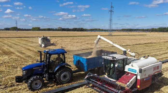 Cina: prosegue la raccolta autunnale di cereali nello Heilongjiang (2)