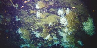 Nel Golfo di Napoli scoperta una grande scogliera corallina a 500 metri di profondità