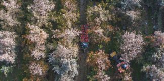 Cina: ad Alaer in corso la raccolta delle mele (2)