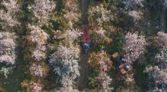 Cina: ad Alaer in corso la raccolta delle mele (2)