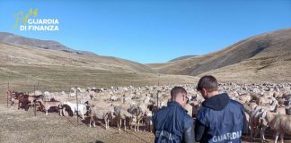 Scoperta frode ai danni dell’Ue a Padova, denunciati 48 imprenditori agricoli