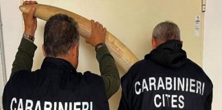 Sequestrate 5 zanne di elefante africano a Torino, denunciato il titolare di un laboratorio