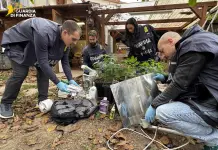 Coltivavano marijuana in casa e in giardino, in provincia di Perugia arrestati un uomo e una donna