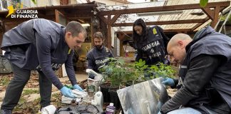 Coltivavano marijuana in casa e in giardino, in provincia di Perugia arrestati un uomo e una donna