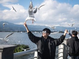 Cina: turisti visitano diga di Haigeng per ammirare gabbiani da testa nera (1)