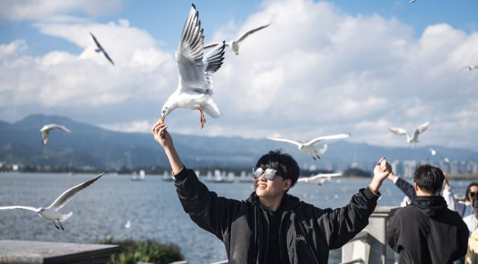 Cina: turisti visitano diga di Haigeng per ammirare gabbiani da testa nera (1)