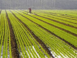 Cina: seminato 70% del grano invernale in tutto Paese (1)