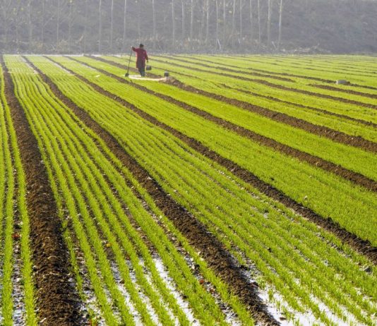 Cina: seminato 70% del grano invernale in tutto Paese (1)