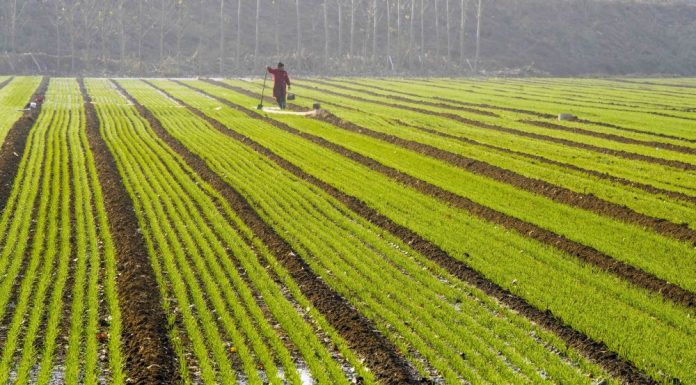 Cina: seminato 70% del grano invernale in tutto Paese (1)