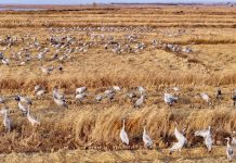 Cina: Ningxia, zona umida Tianhewan diventa rifugio per uccelli migratori (2)