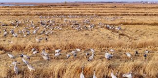 Cina: Ningxia, zona umida Tianhewan diventa rifugio per uccelli migratori (2)