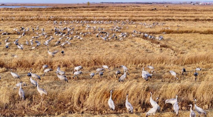 Cina: Ningxia, zona umida Tianhewan diventa rifugio per uccelli migratori (2)