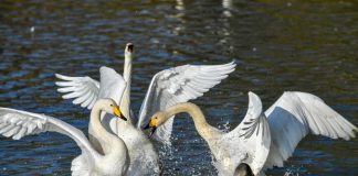 Cina: cigni bianchi arrivati alla zona umida della contea di Pinglu (1)