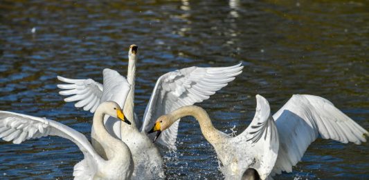 Cina: cigni bianchi arrivati alla zona umida della contea di Pinglu (1)