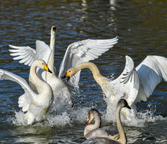 Cina: cigni bianchi arrivati alla zona umida della contea di Pinglu (1)