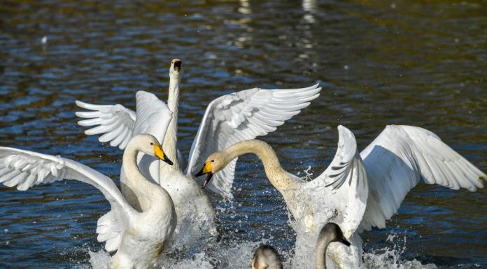 Cina: cigni bianchi arrivati alla zona umida della contea di Pinglu (1)